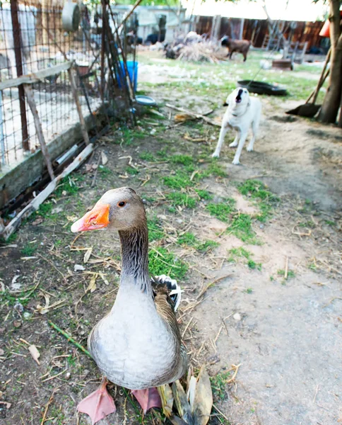 Retrato de um ganso em uma fazenda — Fotografia de Stock