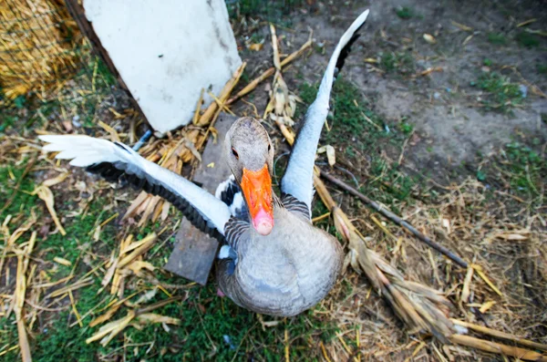 Porträt einer Gans auf einem Bauernhof — Stockfoto