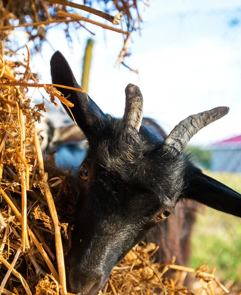 Gros plan jeune chèvre mangeant de la paille sèche à la ferme — Photo