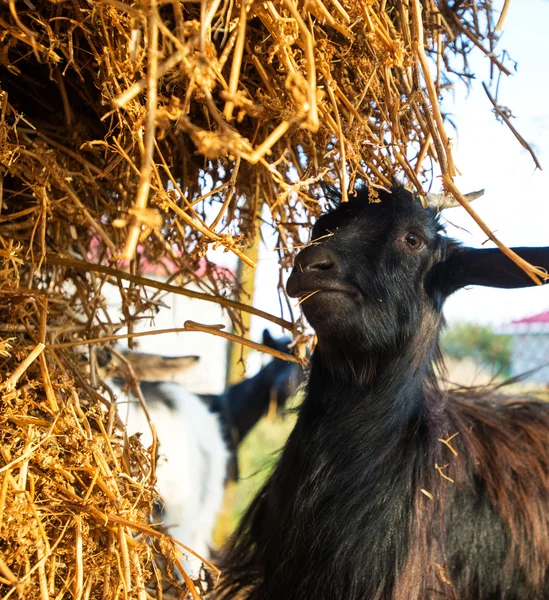 Gros plan jeune chèvre mangeant de la paille sèche à la ferme — Photo