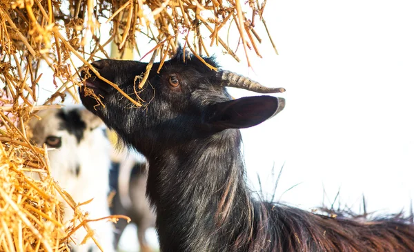 Gros plan jeune chèvre mangeant de la paille sèche à la ferme — Photo