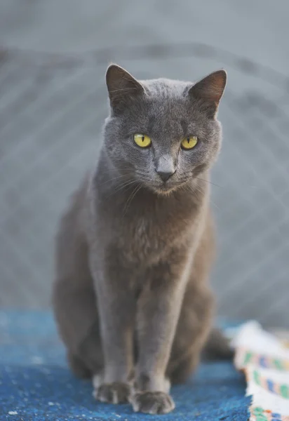 Il simpatico gatto grigio all'aperto — Foto Stock