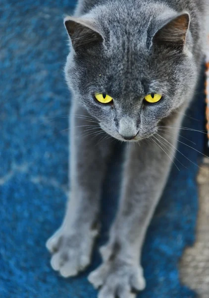 Roztomilá šedá kočka venkovní — Stock fotografie