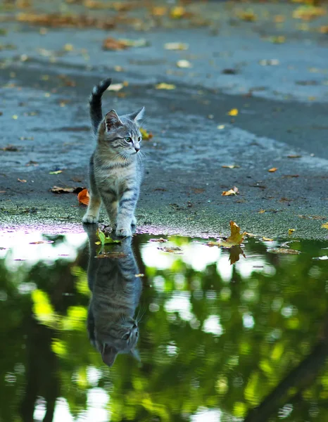 Gato sentado en el borde del charco de lluvia. reflexión en el agua — Foto de Stock