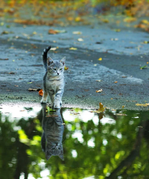 Cat sitting at the edge of rain puddle. reflection in the water — Stock Photo, Image