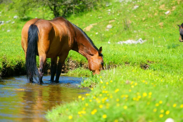Horse drinking from pond — Stock Photo, Image