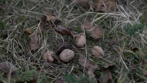 Покласти свіжі волоські горіхи на землю — стокове відео