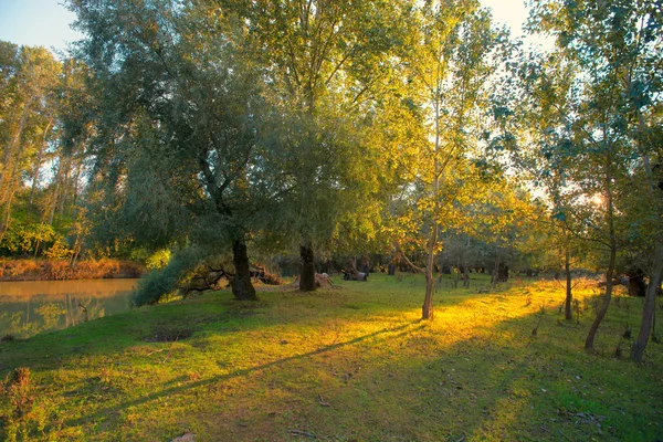 Autumn forest near  a river — Stock Photo, Image