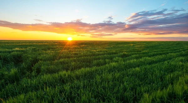 Яскравий захід сонця над пшеничним полем . — стокове фото