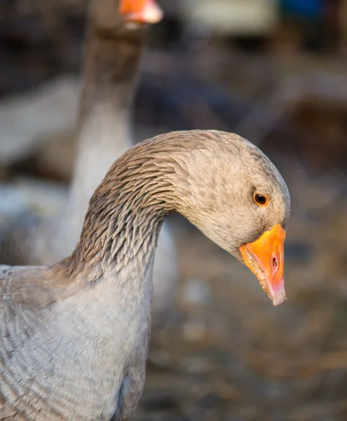 Porträt einer Gans auf einem Bauernhof — Stockfoto