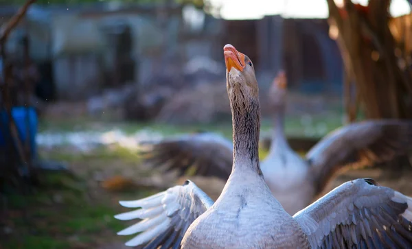 Porträt einer Gans auf einem Bauernhof, einvernehmliche Haltung — Stockfoto