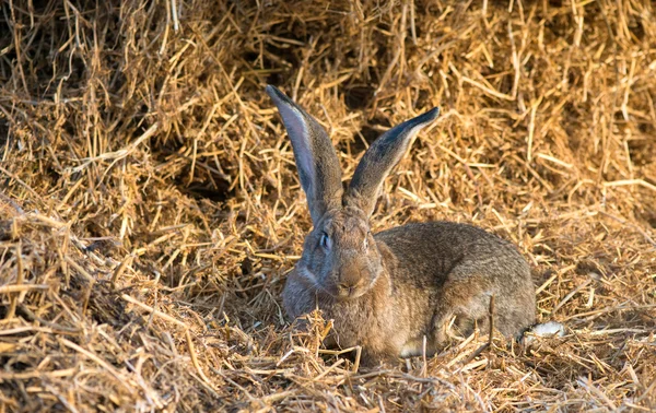 Funny bunny with big ears sits in hay — Stock Photo, Image