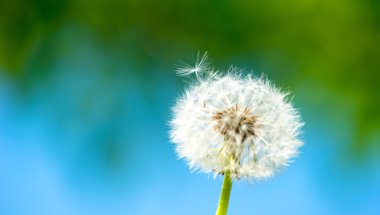 Yeşil ot ve su arka plan üzerinde tek karahindiba