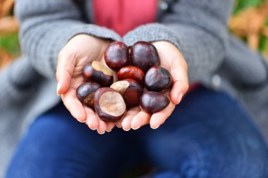birçok kestane onun elinde tutan kız