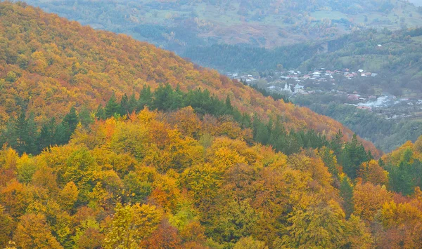 Horská podzimní krajina s barevným lesem v Vrancea, — Stock fotografie