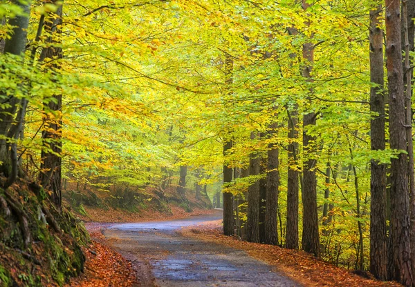 Autumn forest, early morning — Stock Photo, Image