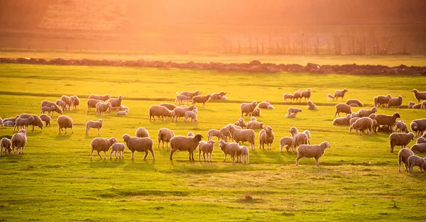Flock of sheep at sunset — Stock Photo, Image