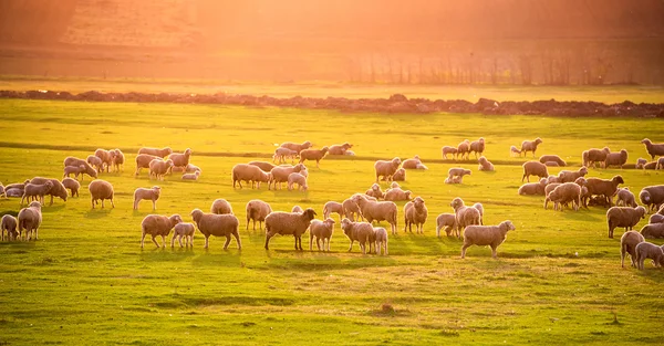 Stádo ovcí při západu slunce — Stock fotografie