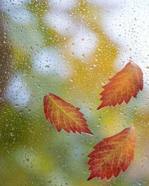 Rote Herbstblätter am Fenster mit Regentropfen — Stockfoto