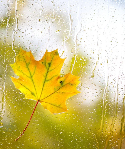 Herbst-Ahornblatt auf Glas mit natürlichen Wassertropfen — Stockfoto