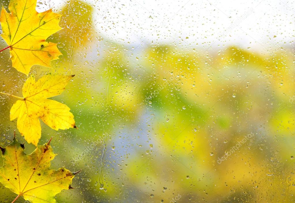 Dried autumn leaves lying on the background of the rainy window
