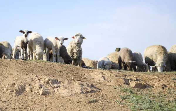 Troupeau de moutons broutant sur la colline — Photo