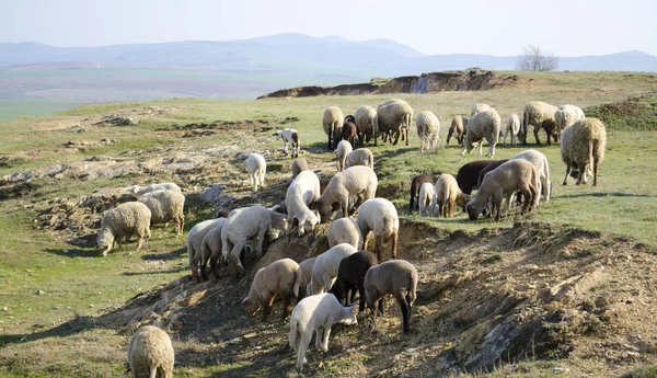 Troupeau de moutons broutant sur la colline — Photo