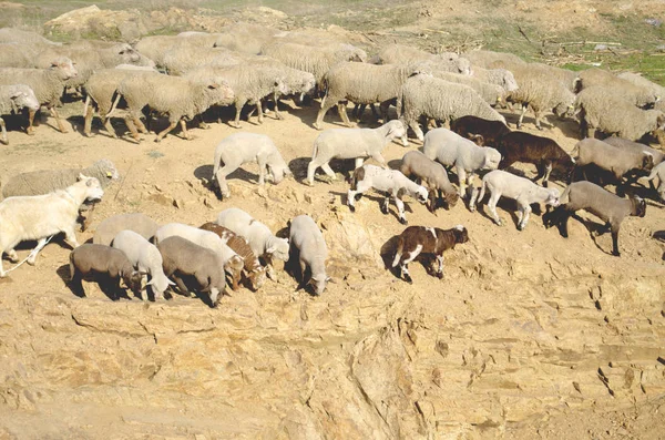 Rebanho de ovelhas na montanha — Fotografia de Stock