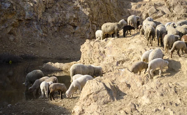 Paisagem montesa com ovelhas bebendo no verão — Fotografia de Stock