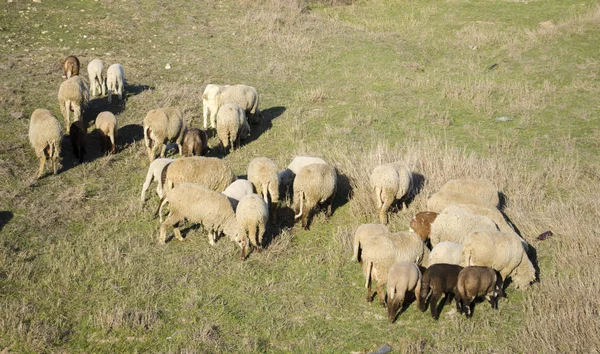 Rebanho de ovelhas pastando na encosta — Fotografia de Stock