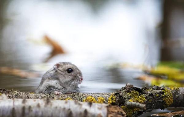 Cute little mouse hiding behind a twig — Stock Photo, Image