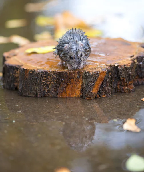 Мокрий і заморожений хом'ячок, що сидить на шматочку дерева посеред води — стокове фото