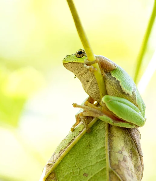 Australian Green Tree Frog sentado em uma videira com fundo de folha verde — Fotografia de Stock