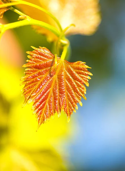 Vine leaf in sunset light — Stock Photo, Image