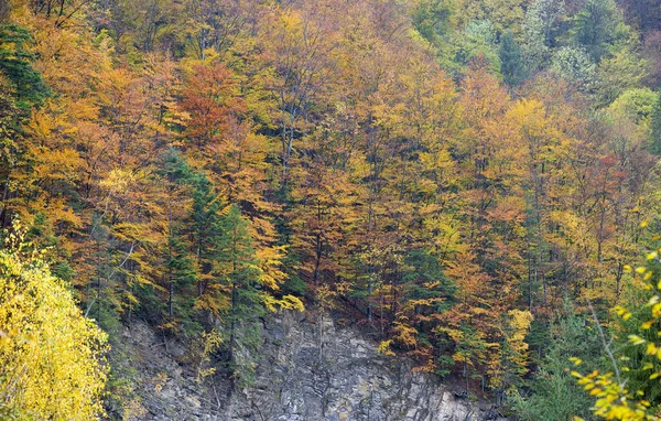 Belle forêt d'automne orange et rouge. — Photo