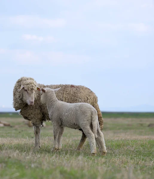 Unico adorabile agnellino, con la sua orgogliosa madre — Foto Stock