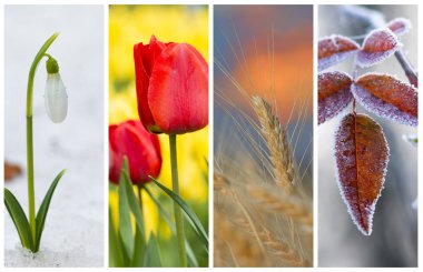 Farklı mevsim - güzel doğa ve birkaç fotoğraf. Yaşam döngüsü kavramı