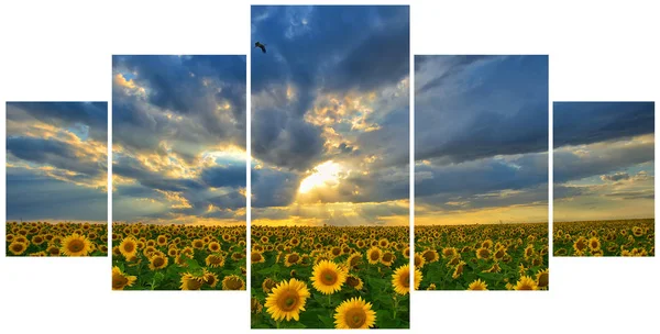 Paisagem de verão: fotos de moldura multi com pôr do sol beleza sobre o campo de girassóis — Fotografia de Stock