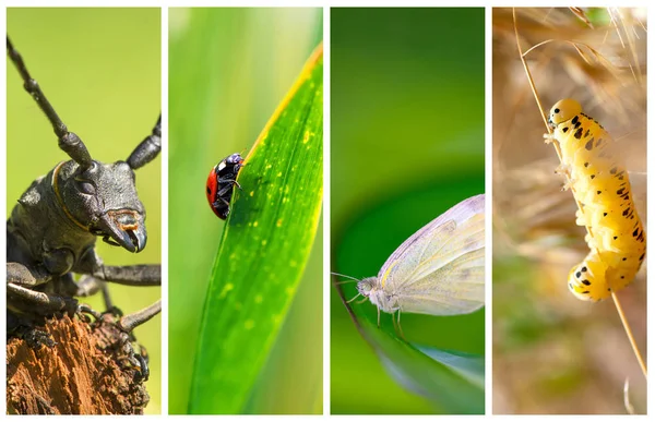 Colagem de fotos com diferentes tipos de insetos — Fotografia de Stock