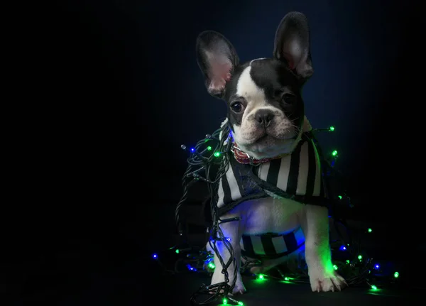 Filhote de cachorro francês bulldog no fundo preto com luzes de Natal nele — Fotografia de Stock