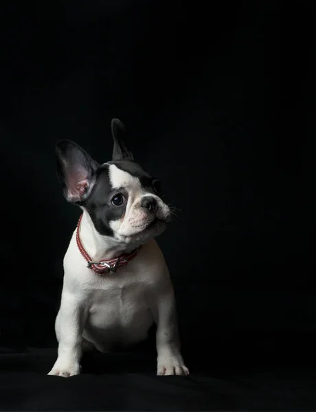 Filhote de cachorro francês bulldog em fundo preto — Fotografia de Stock