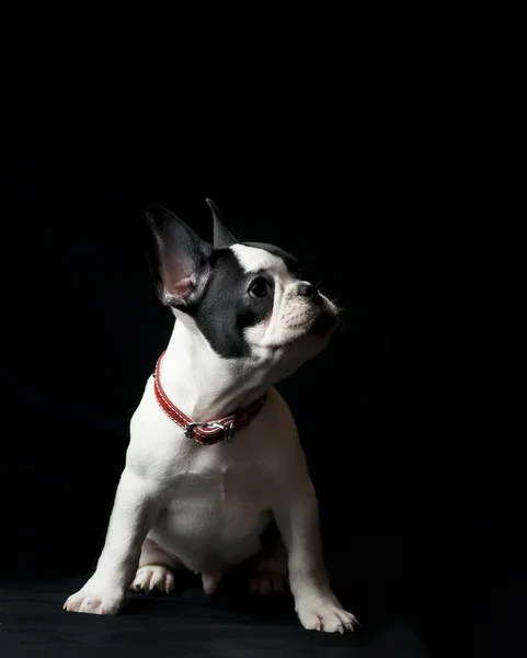 Filhote de cachorro francês bulldog em fundo preto — Fotografia de Stock