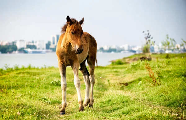 Thoroughbred foal standing alone in pasture — Stock Photo, Image