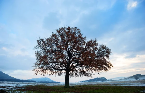 Winter evening on field with an old oak — Stock Photo, Image