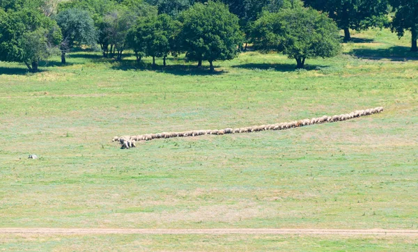 Rebanho de ovelhas andando em uma fileira — Fotografia de Stock