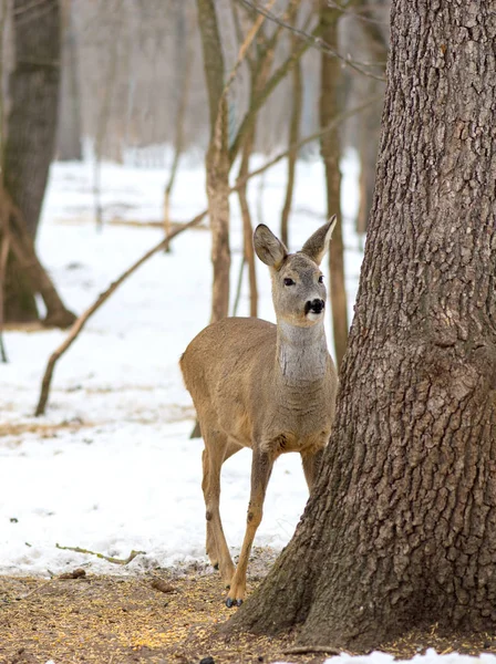 Ağacın arkasında kalan sevimli vahşi geyik ile güzel arka plan — Stok fotoğraf