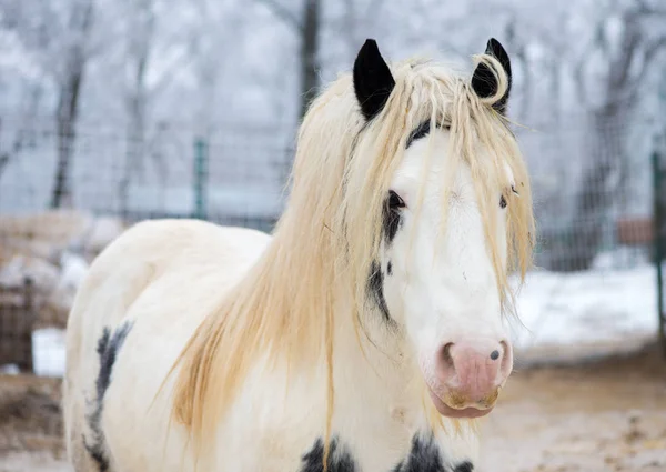 Portrét z bílého koně v zoo — Stock fotografie