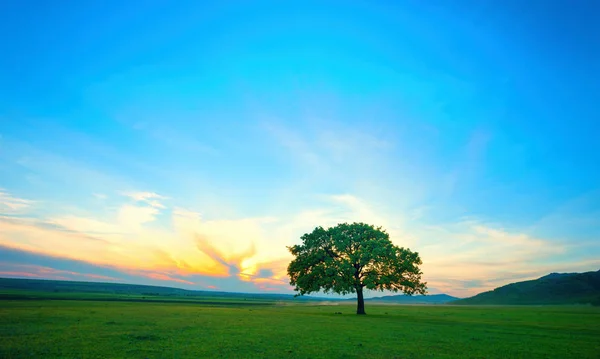 Árbol solitario en el campo al amanecer en verano — Foto de Stock