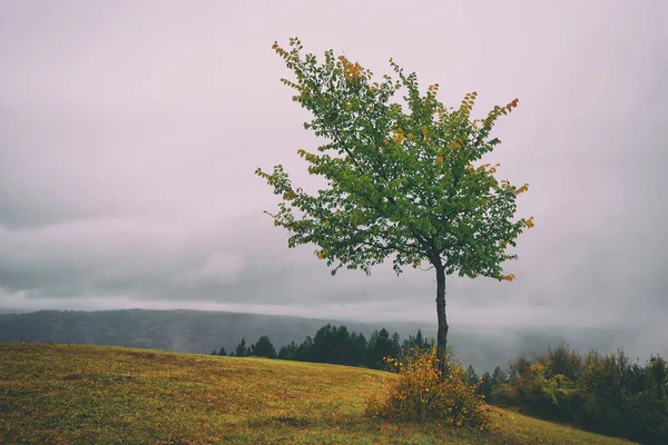 Árbol aislado en la cima de la colina —  Fotos de Stock