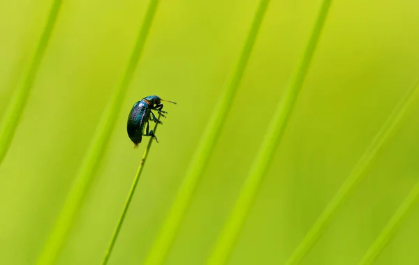 Escarabajo azul sosteniéndose en la hoja . — Foto de Stock